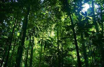 about-rainforests