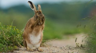 75443695_brown_hare_carl_allen