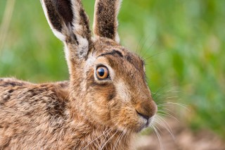 common-hare-94201