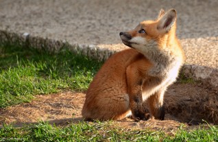 fox-2015-eartiwulandari