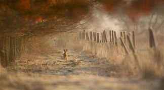 hare-autumn_2007265i