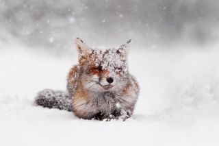 red_fox_snow_storm1__8801