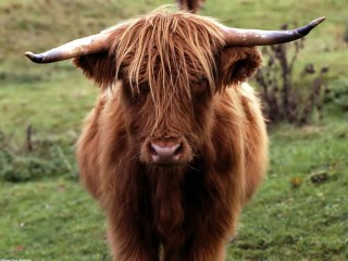 scotland-bull-photo