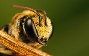 bee-photography