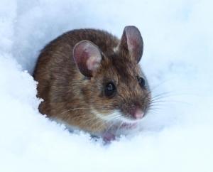 1424720169_shy_and_hungry