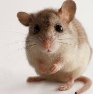 a-female-alabama-beach-mouse