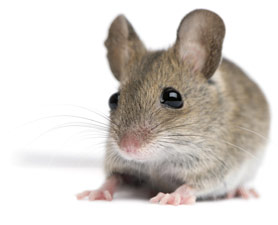 mice-stem-cells-101209-675634