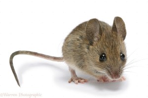 Yellow-necked Mouse (Apodemus flavicollis) juvenile