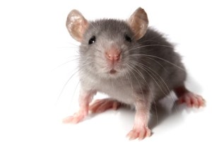 shutterstock_57341071-458x307